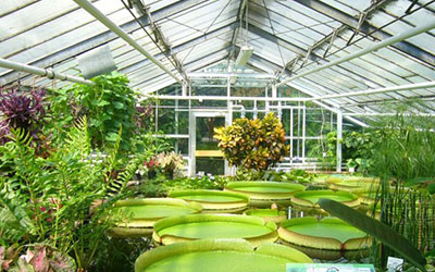 Green House Agriculture Application Samtone Industries