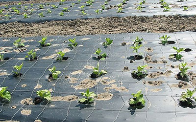 Mulch Films Agriculture Applications Samtone Industries