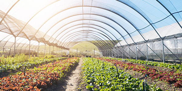 Agriculture Samtone Industries