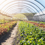 Agriculture Application