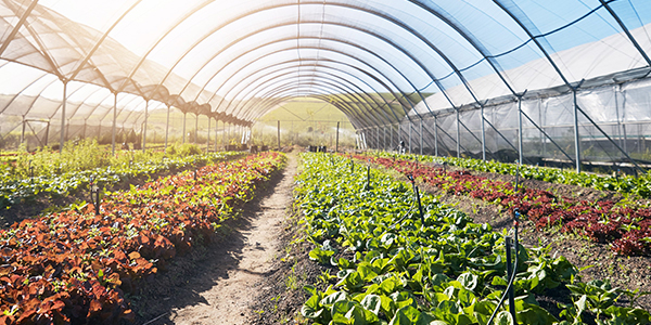 Agriculture Application