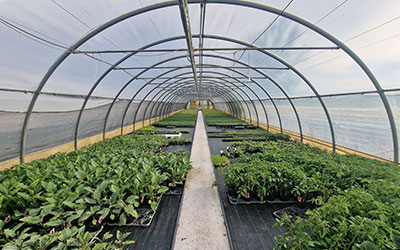 Green House Samtone Industries