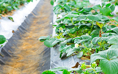 Mulch Films Agriculture Samtone Industries