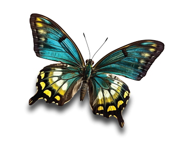 butterfly_main
