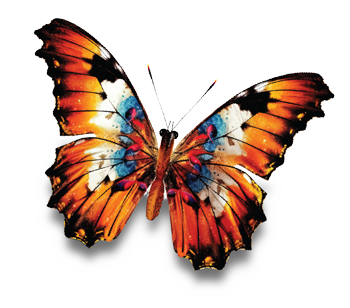 butterfly_orange